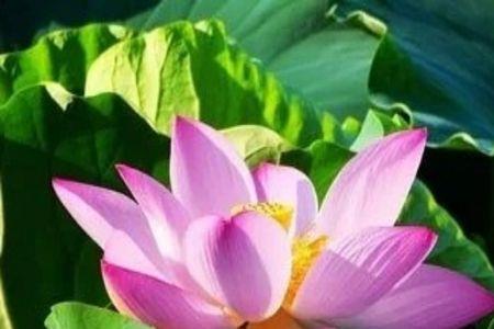 妙如是什么意思