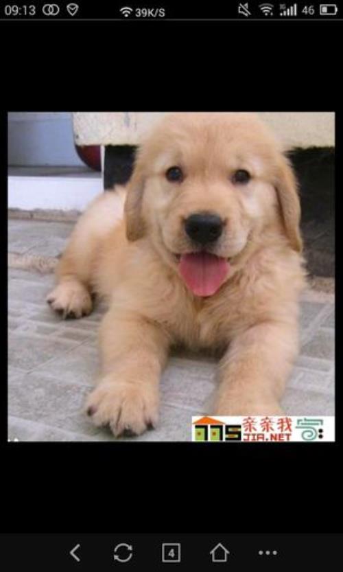 短毛金毛犬品种