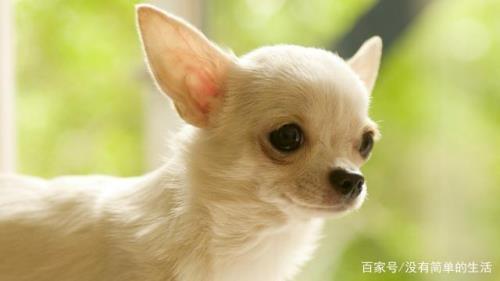各种动物的耳朵像什么造句