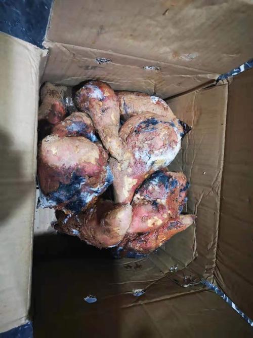 什么样的红薯算发霉