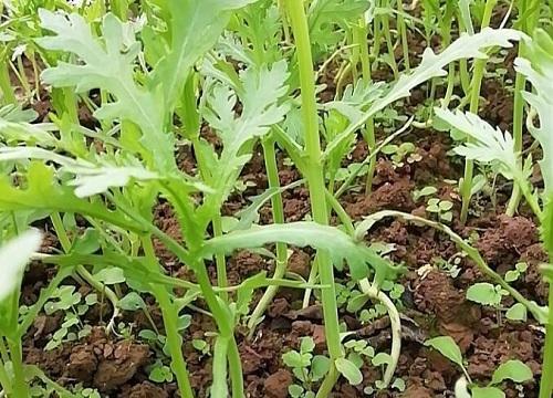 茼蒿什么时候播种