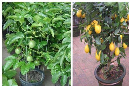 适合阳台种植的树木
