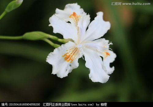 扁竹兰的使用方法