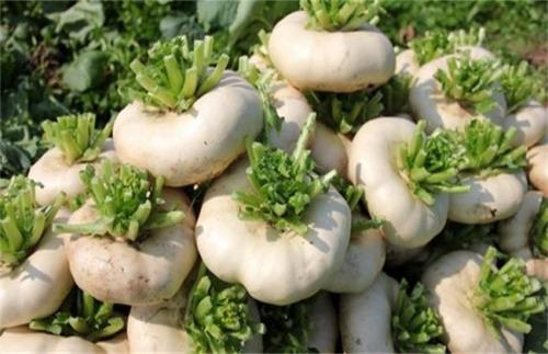 芥菜疙瘩定苗技术