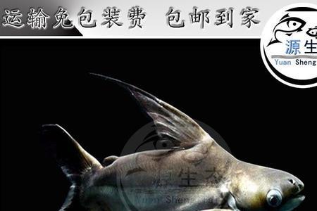 可以给汗鲨加食用盐吗