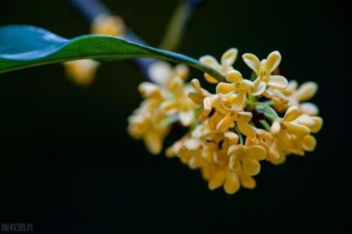 9月份广东桂花开了吗