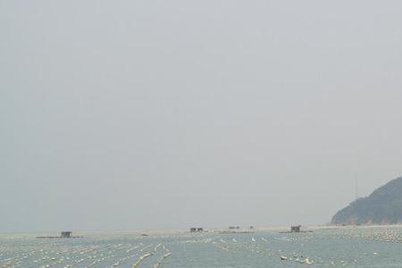 生蚝养殖多久可以出栏