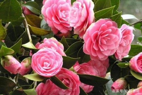 冬季花卉