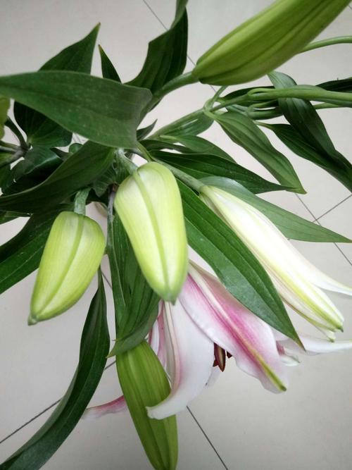 一束百合花能放多久