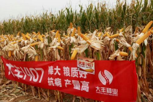大丰玉米品种最高产的是哪个