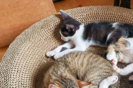 刚生下来的小猫能领养吗