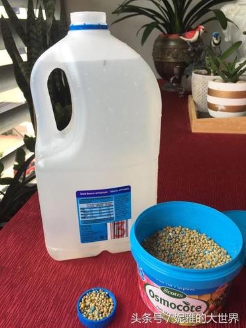 淘米水可以和厨余一起发酵吗