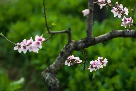 春尽花残无觅处意思
