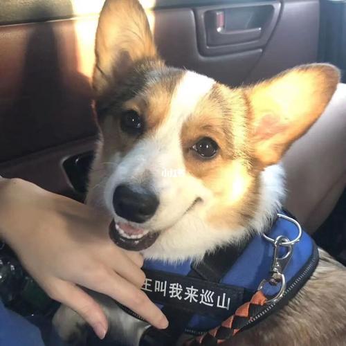 柯基男友是什么意思