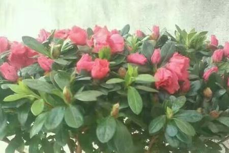宜昌市花