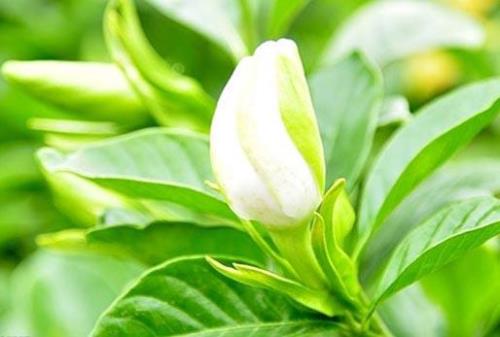 栀子花精油有什么作用