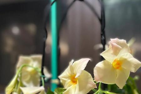 飘香藤上白色东西是什么
