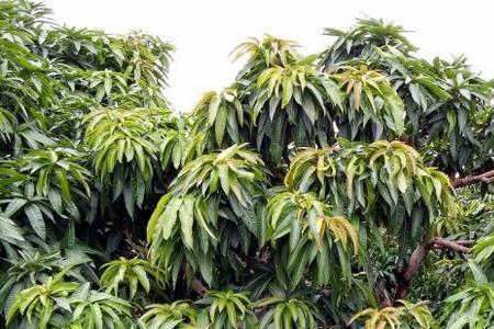 7月份芒果催花技术