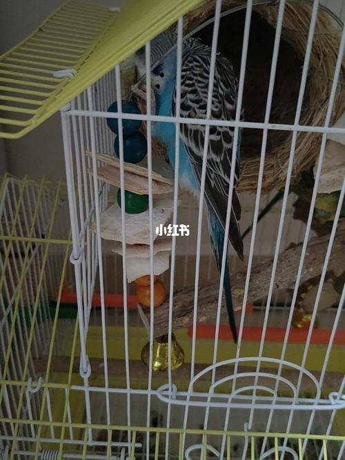 家养鸟可以剪指甲么