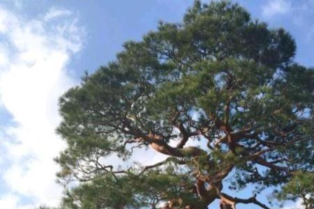 什么的松柏填空