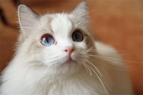 耳朵里有毛的猫