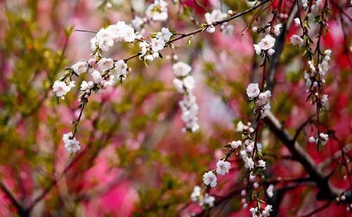 春有百花秋有月原唱