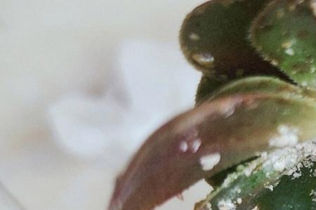 粉介壳虫怎样彻底消灭