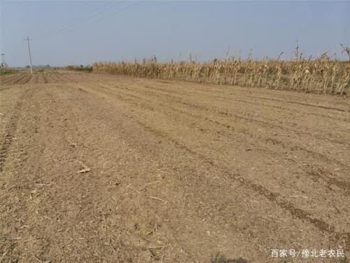 玉米秸秆直接翻地有什么坏处