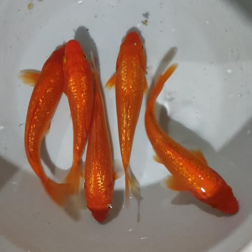 闪鳞芥子锦鲤好吗