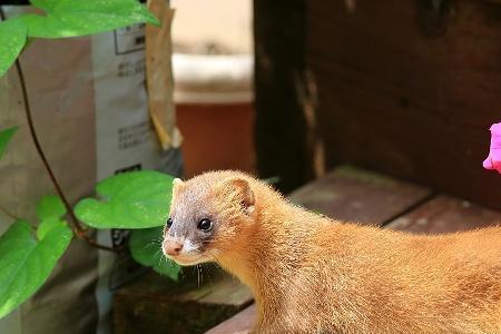 黄鼠狼最怕刺鼻气味有哪些