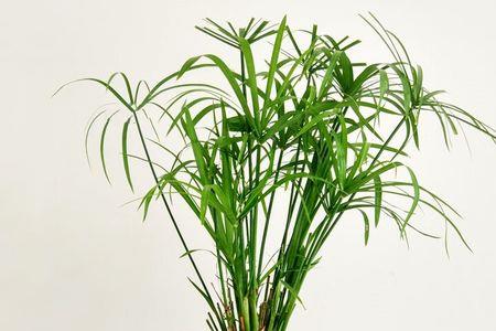 水竹盆栽用什么盆