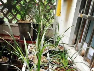 兰花光照对照表