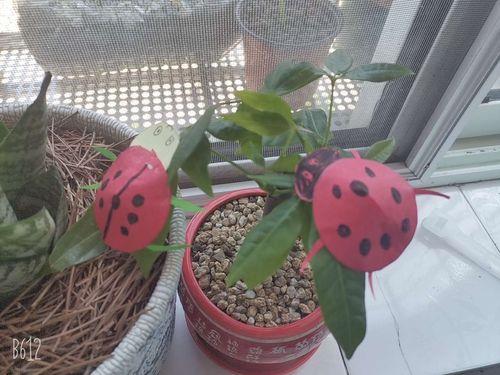 菜叶上的七星瓢虫怎么去除