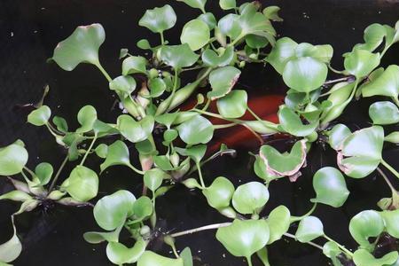 水葫芦不开花是怎么回事