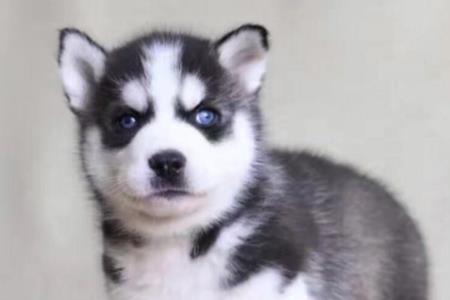 淘宝领养幼犬真的吗