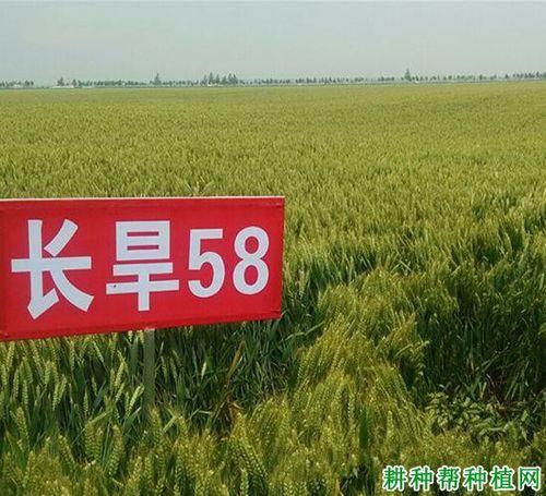渭北旱塬小麦播种最佳时间