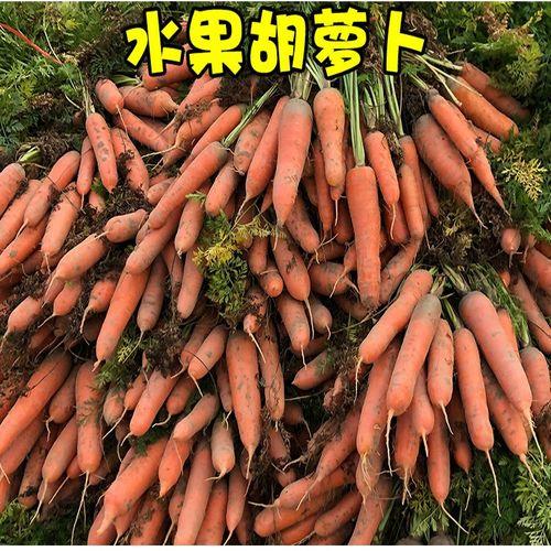 250吨萝卜多少斤