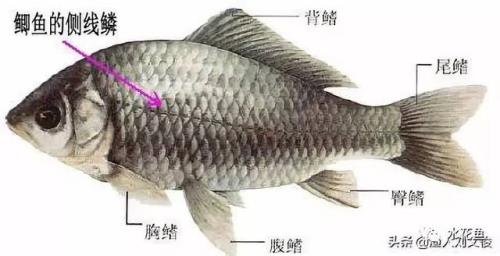 什么鱼的鱼鳞是长方形的