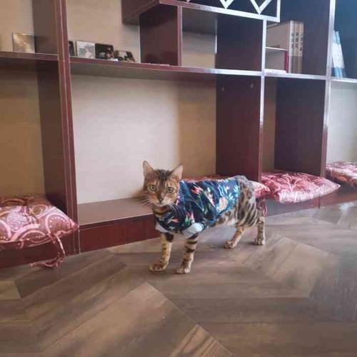 地下吸猫场所是啥意思是什么