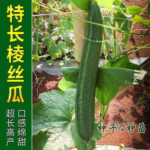 棱角丝瓜需要人工授粉吗