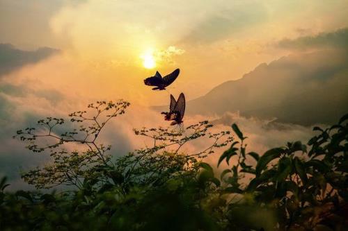 化蝶而去是什么意思