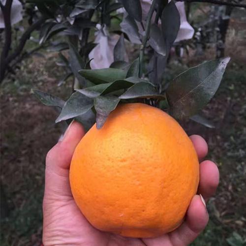 耙耙柑在每年什么时环割最好