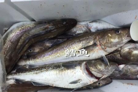 油鱼棒养殖技术