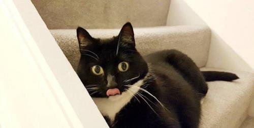 猫咪探着脑袋东张西望是什么