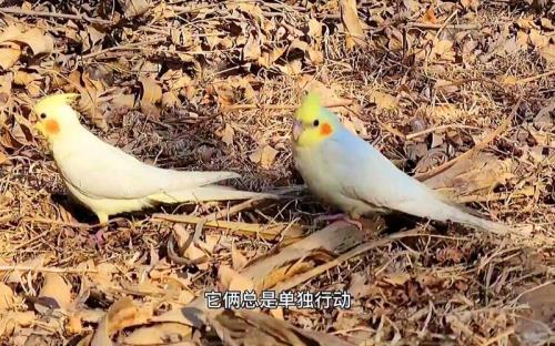 喜鹊和玄凤哪个大