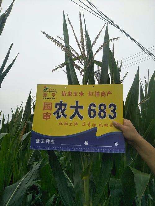 农大778和农大668哪个品种好