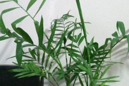 夏威夷竹叶子上有油状怎么办