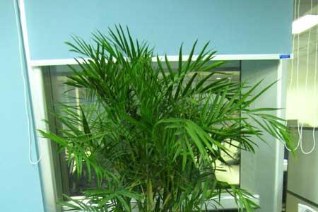 夏威夷竹喜欢酸性还是碱性