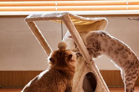 猫挂墙臂力不够怎么办