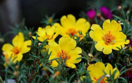 午时花怎么修剪